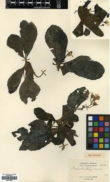 Type specimen at Edinburgh (E). Cavalerie, Pierre: 4003. Barcode: E00414046.