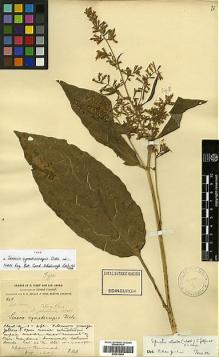 Type specimen at Edinburgh (E). Forrest, George: 848. Barcode: E00414048.