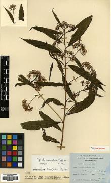 Type specimen at Edinburgh (E). Ludlow, Frank; Sherriff, George; Taylor, George: 6692. Barcode: E00414050.