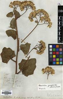Type specimen at Edinburgh (E). Mathews, Andrew: 1016. Barcode: E00414051.