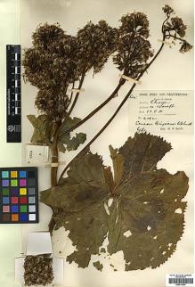 Type specimen at Edinburgh (E). Smith, W.: 4292. Barcode: E00414054.