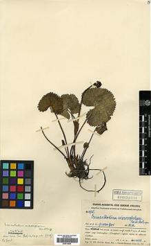 Type specimen at Edinburgh (E). Handel-Mazzetti, Heinrich: 4735. Barcode: E00414055.