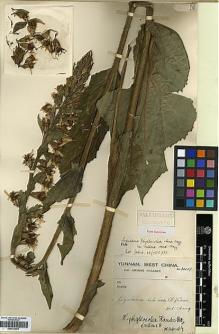 Type specimen at Edinburgh (E). Forrest, George: 30559. Barcode: E00414056.