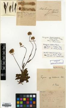 Type specimen at Edinburgh (E). Bodinier, Emile: 16. Barcode: E00414065.