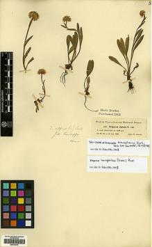 Type specimen at Edinburgh (E). Kotschy, Carl (Karl): 160. Barcode: E00414073.