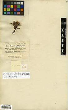 Type specimen at Edinburgh (E). Kotschy, Carl (Karl): 488. Barcode: E00414077.