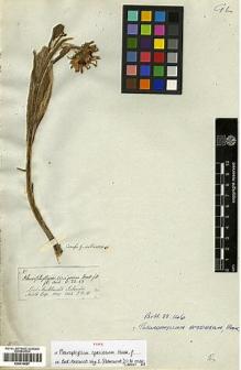 Type specimen at Edinburgh (E). Hooker, Joseph: . Barcode: E00414087.