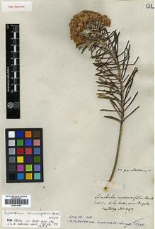 Type specimen at Edinburgh (E). Hartweg, Karl: 1092. Barcode: E00414088.