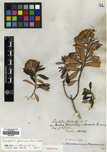 Type specimen at Edinburgh (E). Hartweg, Karl: 1126. Barcode: E00414089.