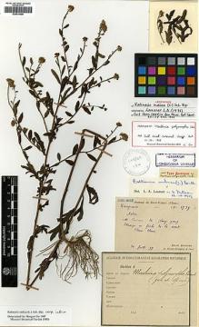 Type specimen at Edinburgh (E). Bodinier, Emile: 1739. Barcode: E00414090.