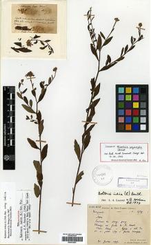 Type specimen at Edinburgh (E). Bodinier, Emile: 1739. Barcode: E00414091.