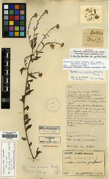 Type specimen at Edinburgh (E). Faurie, Urbain: 1071. Barcode: E00414092.