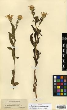 Type specimen at Edinburgh (E). Townsend, Charles; Barber, Charles: 371. Barcode: E00414094.