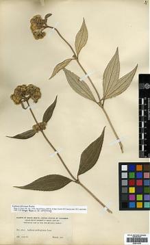 Type specimen at Edinburgh (E). Smith, Herbert: 2012. Barcode: E00414105.