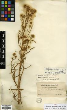 Type specimen at Edinburgh (E). Przewalski, Nikolai: . Barcode: E00414107.