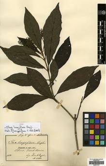 Type specimen at Edinburgh (E). Dinklage, Max: 1740. Barcode: E00414114.