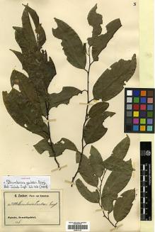 Type specimen at Edinburgh (E). Zenker, Georg: 3586. Barcode: E00414123.