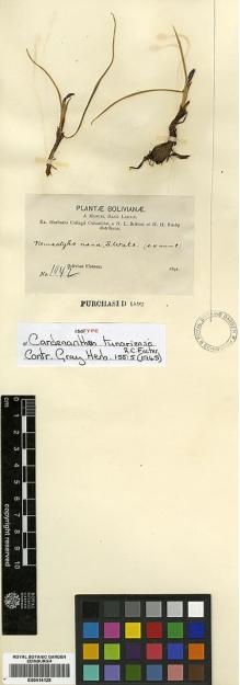 Type specimen at Edinburgh (E). Bang, Miguel: 1042. Barcode: E00414128.
