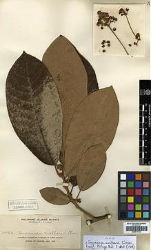 Type specimen at Edinburgh (E). Elmer, Adolph: 10055. Barcode: E00414132.