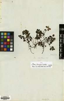 Type specimen at Edinburgh (E). Mathews, Andrew: 2031. Barcode: E00414133.