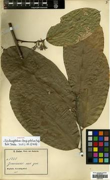 Type specimen at Edinburgh (E). Zenker, Georg: 1733. Barcode: E00414135.