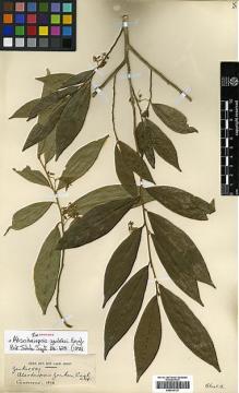 Type specimen at Edinburgh (E). Zenker, Georg: 889. Barcode: E00414137.