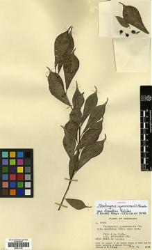 Type specimen at Edinburgh (E). Fang, W.: 2000. Barcode: E00414140.