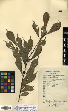 Type specimen at Edinburgh (E). Fang, W.: 2000. Barcode: E00414141.