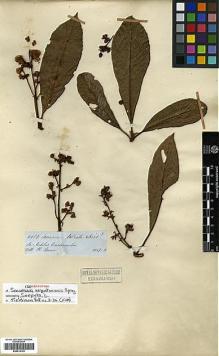 Type specimen at Edinburgh (E). Spruce, Richard: 4989. Barcode: E00414142.