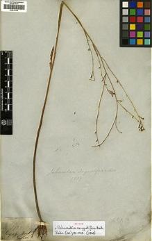 Type specimen at Edinburgh (E). Gardner, George: 3962. Barcode: E00414146.