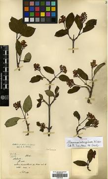 Type specimen at Edinburgh (E). Maire, Edouard-Ernest: . Barcode: E00414148.