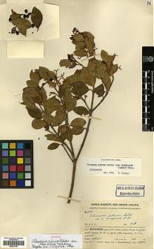 Type specimen at Edinburgh (E). Handel-Mazzetti, Heinrich: 2410. Barcode: E00414150.