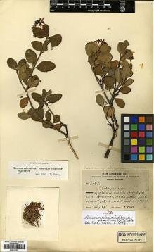 Type specimen at Edinburgh (E). Schneider, Camillo: 1146. Barcode: E00414152.