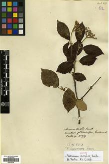Type specimen at Edinburgh (E). Hartweg, Karl: 579. Barcode: E00414153.