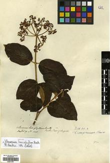 Type specimen at Edinburgh (E). Hartweg, Karl: 1041. Barcode: E00414155.
