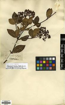 Type specimen at Edinburgh (E). Mathews, Andrew: 2114. Barcode: E00414158.