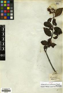 Type specimen at Edinburgh (E). Mathews, Andrew: 1605. Barcode: E00414159.