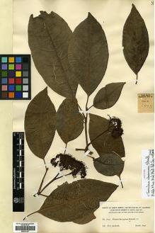 Type specimen at Edinburgh (E). Smith, Herbert: 1873. Barcode: E00414167.