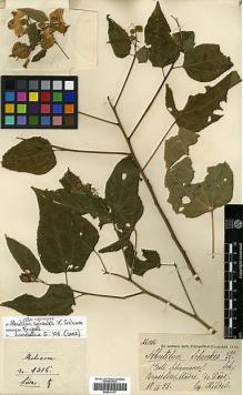 Type specimen at Edinburgh (E). Riedel, Ludwig: 1316. Barcode: E00414177.