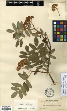 Type specimen at Edinburgh (E). Heller, Amos; Heller, Emily: 3711. Barcode: E00414182.