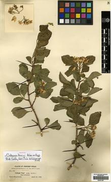 Type specimen at Edinburgh (E). Tracy, Samuel; Earle, Franklin: 172. Barcode: E00414187.