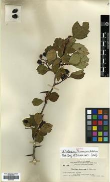 Type specimen at Edinburgh (E). Macbride, James: 1619. Barcode: E00414192.