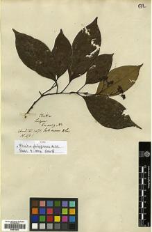Type specimen at Edinburgh (E). Cuming, Hugh: 471. Barcode: E00414203.