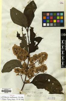 Type specimen at Edinburgh (E). Mathews, Andrew: 1368. Barcode: E00414204.