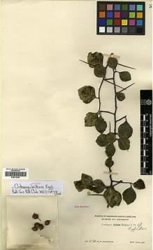 Type specimen at Edinburgh (E). Eggleston, William: 4134. Barcode: E00414208.