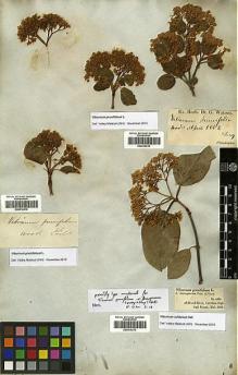 Type specimen at Edinburgh (E). Rugel, Ferdinand: . Barcode: E00414213.