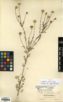 Type specimen at Edinburgh (E). Curtiss, Allen: 548. Barcode: E00414217.