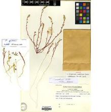 Type specimen at Edinburgh (E). Danish Botanical Trans-Asia Expedition III: 2138. Barcode: E00414221.