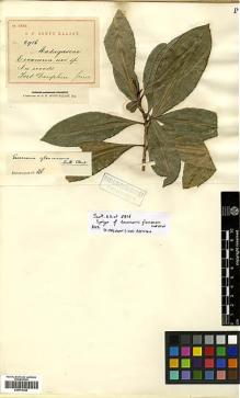 Type specimen at Edinburgh (E). Scott-Elliot, George: 2916. Barcode: E00414222.
