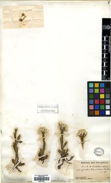 Type specimen at Edinburgh (E). Przewalski, Nikolai: . Barcode: E00414223.